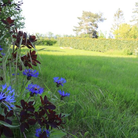 The Garden. Look closer, there is a bee!